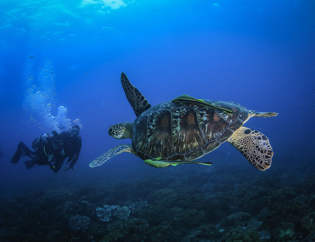 phuket diving